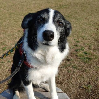 ボーダーコリー、シャインの募集です。