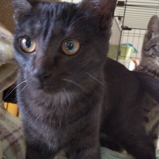 真っ黒じゃない　おはぎちゃん