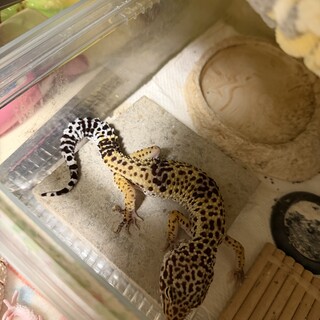 里親決定しました。