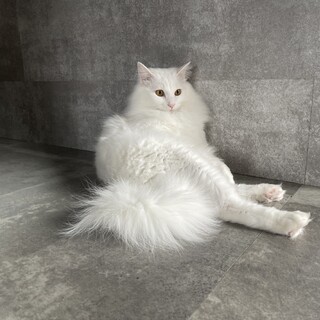 ターキッシュ男の子ツンデレ具合がたまらない可愛さ