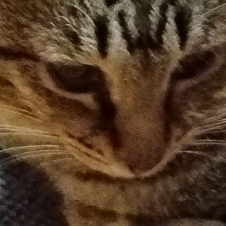 気の良い 穏やかな甘えん坊 キジトラくん 3ヶ月