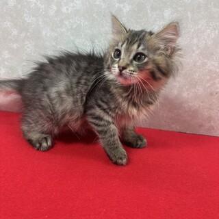 長毛兄妹初参加！スリスリ大好き甘えっ子❤ミント