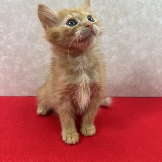 長毛兄妹初参加！どの仕草も可愛すぎます❤バブル