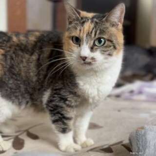 短いしっぽのなでなで大好きな女の子！