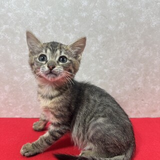 ミルクで飼育！遊びおねだり大好き甘えっ子❤なると