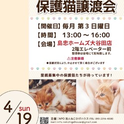 子猫～シニア猫❤足立区島忠ホームズ大谷田店(千代田線北綾瀬駅から徒歩10分)