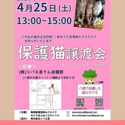 子猫～シニア猫❤埼玉県八潮市　㈱シバ工芸店舗前(TX線八潮駅から徒歩２分)