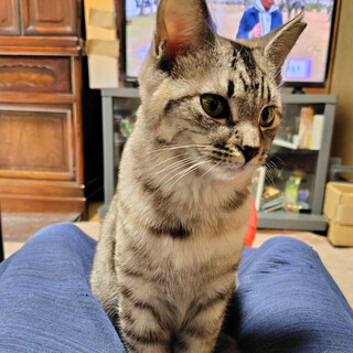 美人姉妹♪超甘えん坊のれーぜちゃん