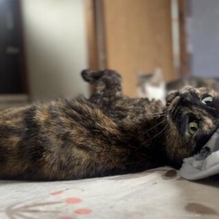 とても甘えん坊なサビ柄のたみちゃん♪