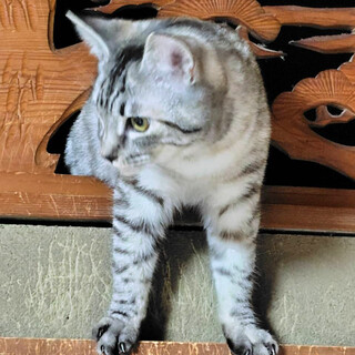 美人姉妹♪ツンデレが可愛い麦わらシャトちゃん