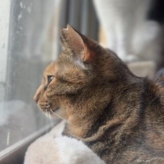 子猫を育てた立派なお母さん！キジトラのトラママ