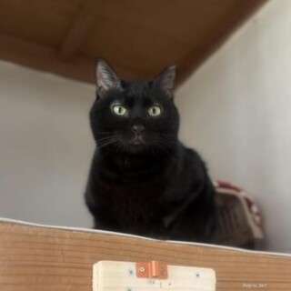 少し怖がりな黒猫のくろじくん♪