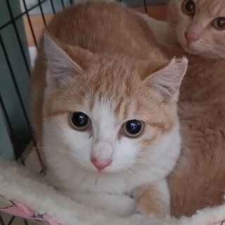 少ない茶白の女の子『さくら』