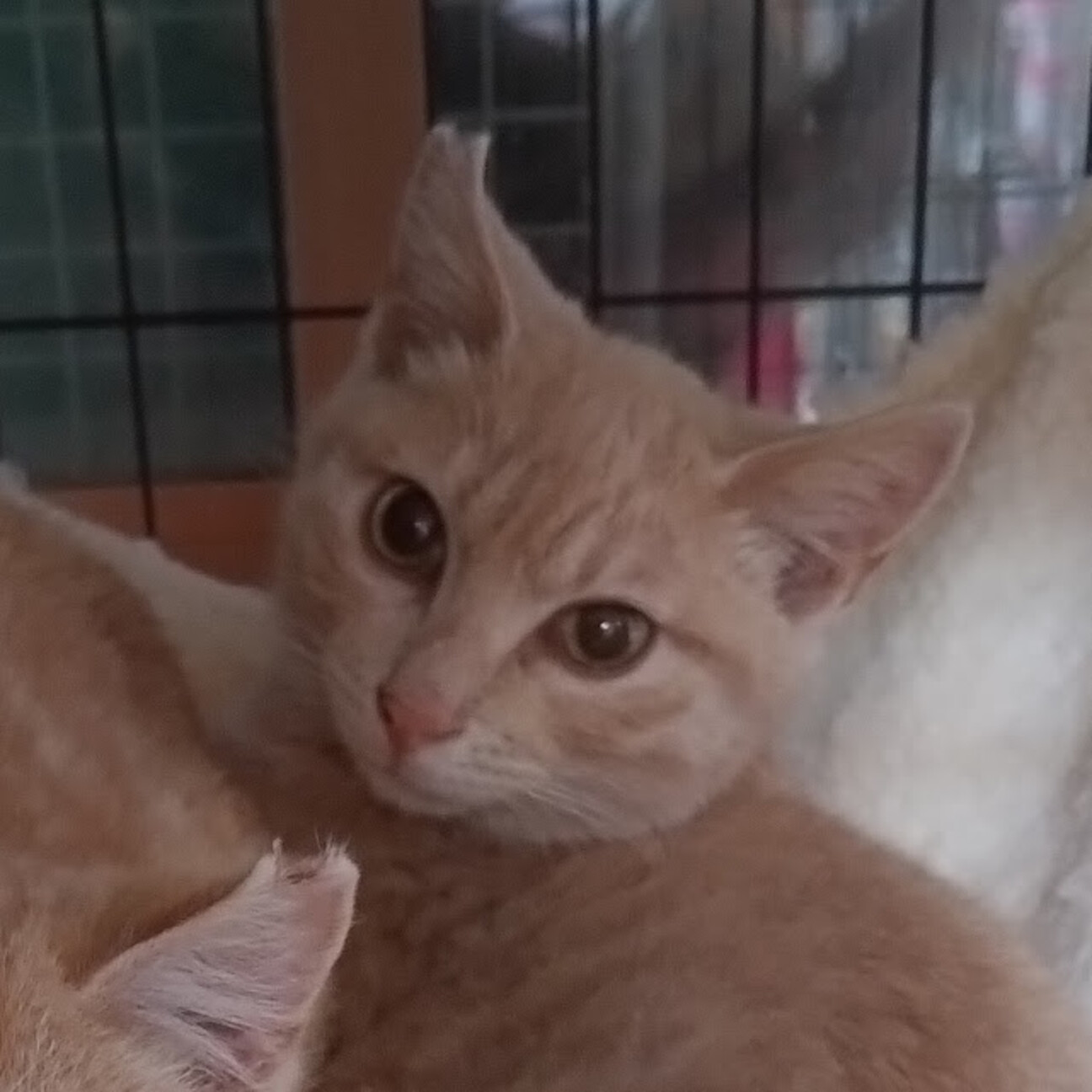 茶猫　くすみクリーム色　兜　端午の節句 2021971.jpg