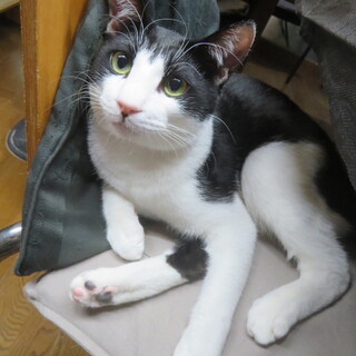 人が大好きな幸輝くん・人なれ完璧