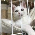 シロ猫を兄妹で迎えてくださる方募集中❣️