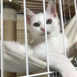 シロ猫を兄妹で迎えてくださる方募集中❣️