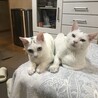 シロ猫を兄妹で迎えてくださる方募集中❣️
