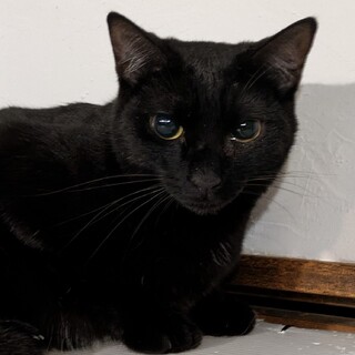 【黒猫祭り！】胸に白い流れ星が光るハンサムな女の子