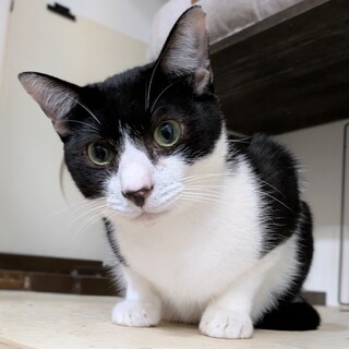 威嚇＆ひっかきからスリゴロに大変身！