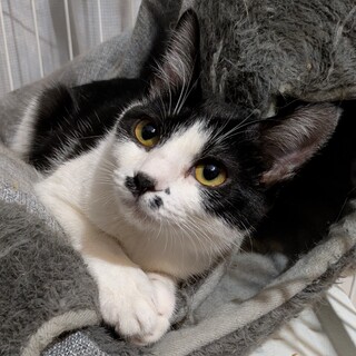 遊んでアピールがかわいすぎるお転婆さん