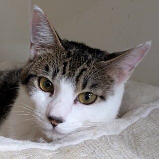 聡明さが顔つきに表れたイケニャンくん