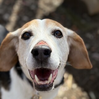 ビーグルの男の子【きなこ】幸せになろうね