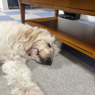 ゴールデンドゥードル2歳　28kg