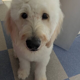 ゴールデンドゥードル　2026、5月で3歳