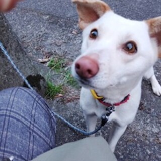 お利口さんのマシロちゃん