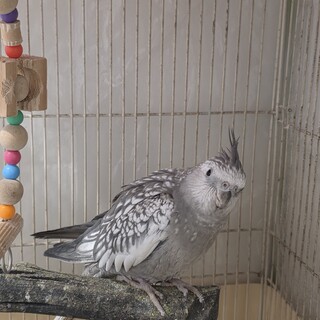 オカメインコ2歳程度の手乗りです