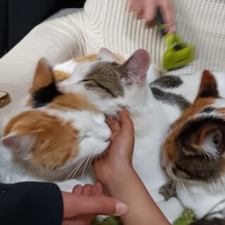 幸せを呼ぶ三毛猫