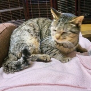 キジ猫　のんちゃん　里親さん募集してるニャン