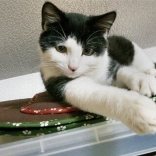 まだまだ子供　里親さん募集してます