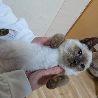 人も猫も大好きなゴロスリ子猫です