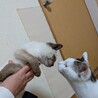 人も猫も大好きなゴロスリ子猫です