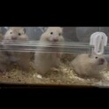 ゴールデンハムスターの赤ちゃん