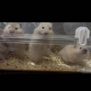 ゴールデンハムスターの赤ちゃん