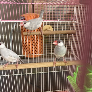 シルバー文鳥親子3羽セット