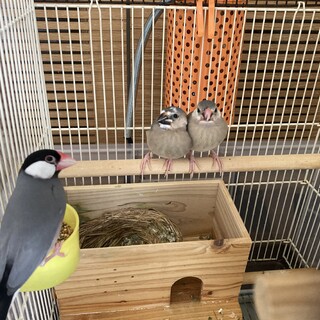 桜文鳥の母親とヒナ2羽の計3羽セット