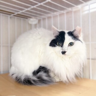 ふわふわ白黒❤️メリーちゃん