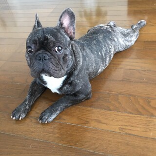 フレンチブルドッグ5歳