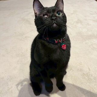 お顔が丸くてかわいい黒猫ノエルちゃん♡