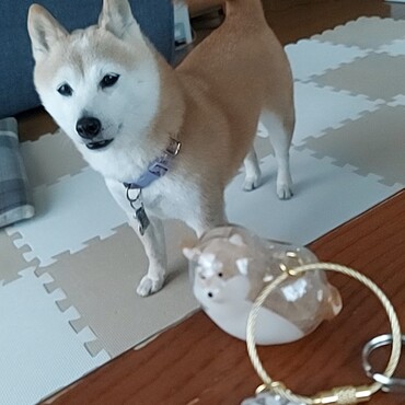 抜け毛を入れてミニ倖の出来上がり♪　一発で柴犬当たった(*´∇｀*)と孫がくれたガチャポン♪