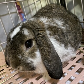 ロップイヤー　男の子