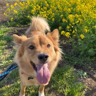 ふわふわの毛並みのふわ君