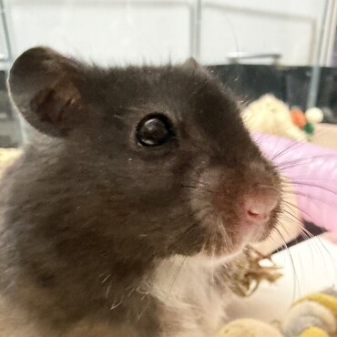 かわいすぎます