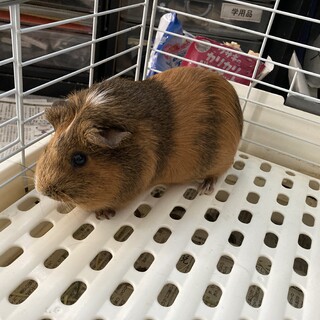 モルモットメス里親募集中です