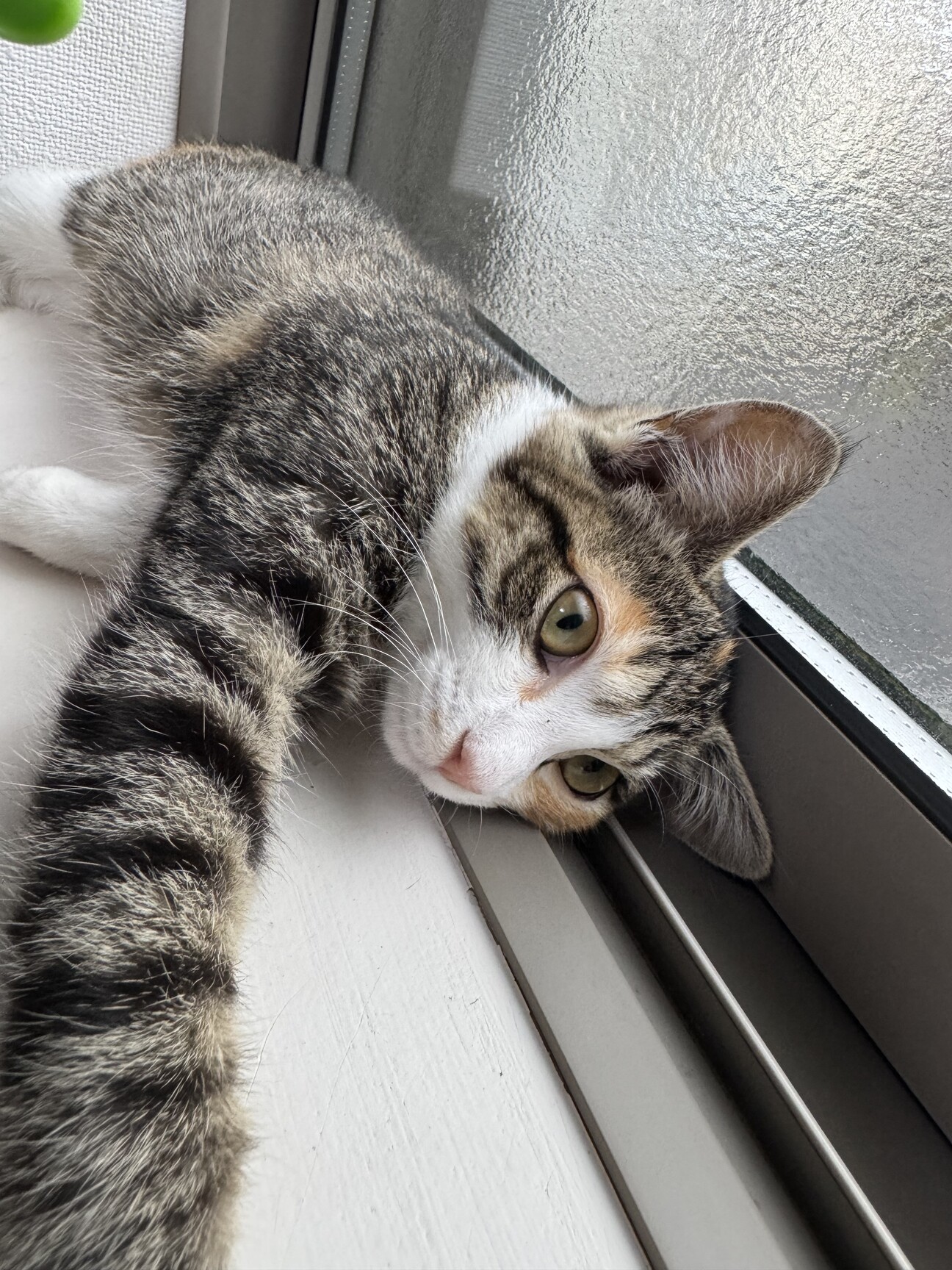 優しい三毛猫8ヶ月！」東京都 - 猫の里親募集(538224) :: ペットの