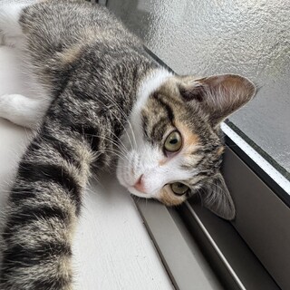 優しい三毛猫8ヶ月！